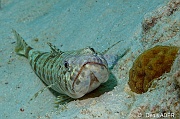 Synodus-intermedius Poisson lezard anoli-Bonaire Buddy reef-7m-20120217-Denis-ADER-DSC_6279_tn